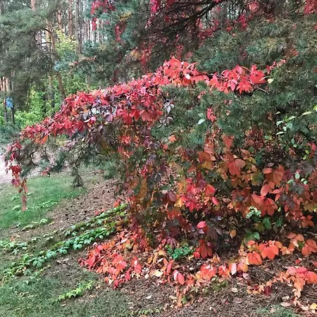 Ferienwohnung Kluge Markische Heide Buitenkant foto