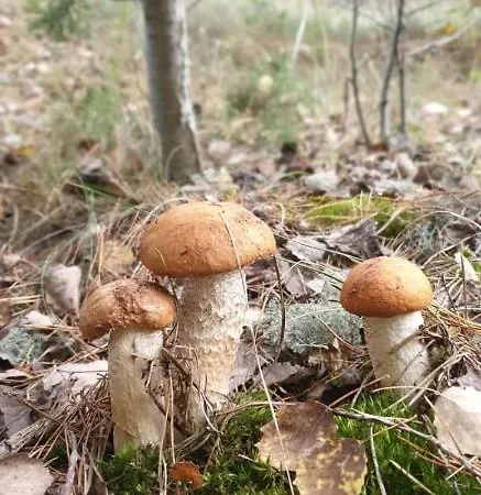 Ferienwohnung Kluge Markische Heide Buitenkant foto